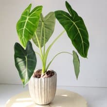植栽 盆栽 l 絨葉觀音蓮 綠天鵝絨海芋  室內植物 辦公室盆栽