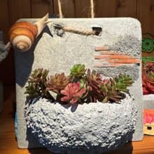多肉植物 空氣鳳梨 水泥造景花器