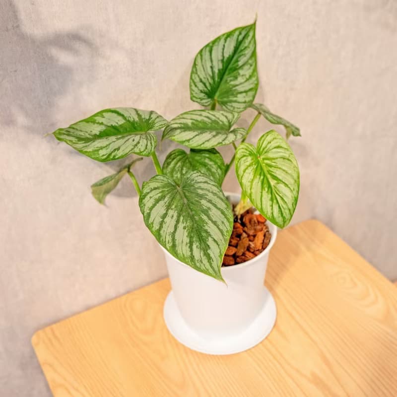 白雲蔓綠絨 5寸日式塑陶盆 觀葉植物盆栽