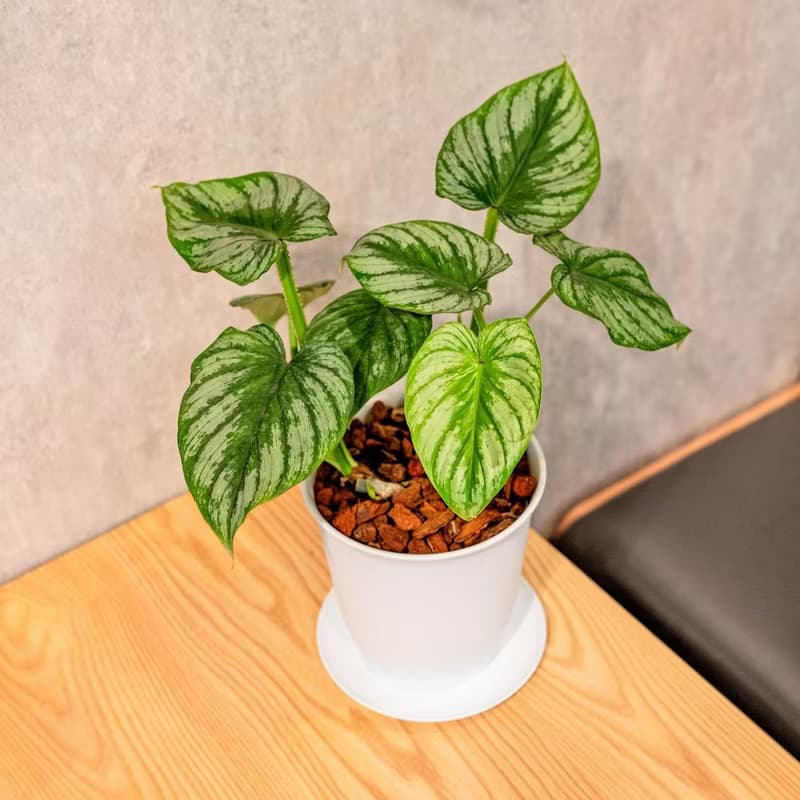白雲蔓綠絨 5寸日式塑陶盆 觀葉植物盆栽