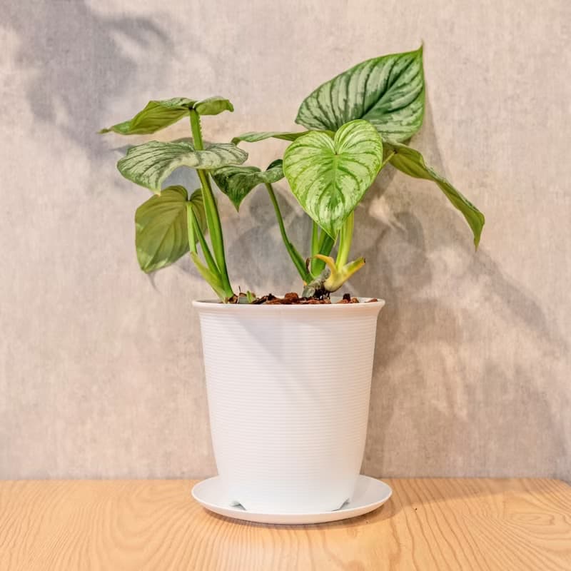 白雲蔓綠絨 5寸日式塑陶盆 觀葉植物盆栽