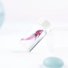 透明標本 琵琶鼠 垃圾魚 魚類標本 台灣外來種生物