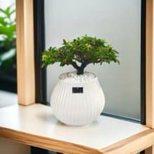 免運【僅此一盆】狀元紅室內盆栽風水招財開幕新居喬遷升官送禮