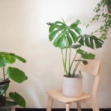 龜背芋 | 中型