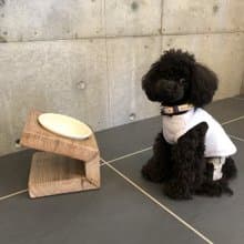 数量限定 　AM1　自由設計　フードテーブル　器1つ　犬家具　猫家具　フードボール　ペット　犬　猫　食器台　TUXTON