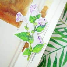 臺灣特有種 曲莖蘭嵌馬藍 繪畫PVC防水大貼紙