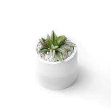 (現貨) 白灰漸層系列 | 寶草錦 圓形雙色水泥多肉植栽