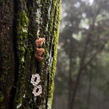 KUÂN KUÂN 綠植系列 胞子耳環 純銀