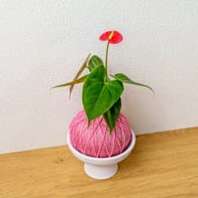 苔球植物 紅火鶴粉色苔球加磨砂高腳缽 苔球 苔玉 禮物