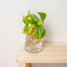 斑葉心葉蔓綠絨 三角水耕盆栽 室內植物 觀葉植物 禮物 水培