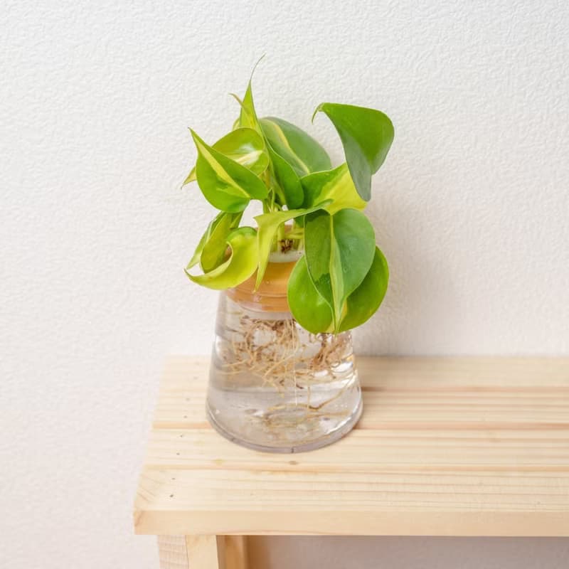 斑葉心葉蔓綠絨 三角水耕盆栽 室內植物 觀葉植物 禮物 水培