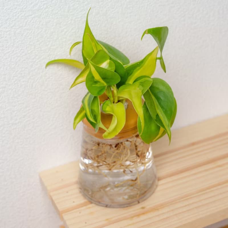 斑葉心葉蔓綠絨 三角水耕盆栽 室內植物 觀葉植物 禮物 水培