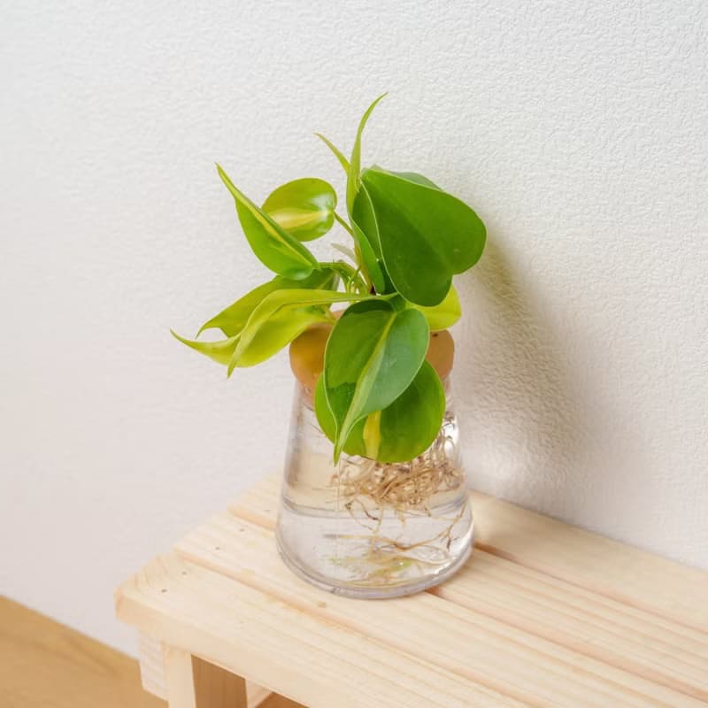 斑葉心葉蔓綠絨 三角水耕盆栽 室內植物 觀葉植物 禮物 水培