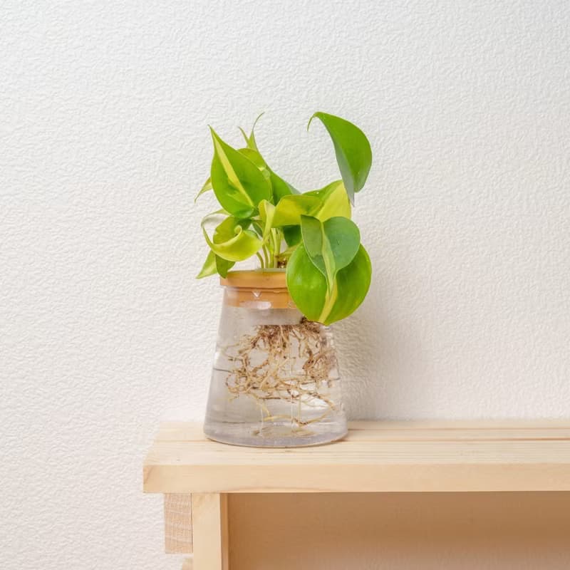 斑葉心葉蔓綠絨 三角水耕盆栽 室內植物 觀葉植物 禮物 水培