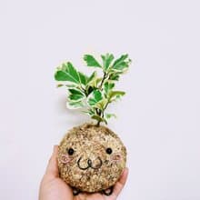創意苔球│斑葉三角榕│陽台植物│喜光植物│觀葉植物
