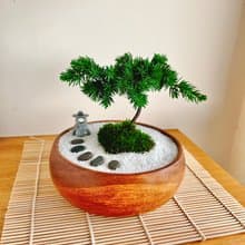 純自然 日式禪庭盆栽 禪 枯山水 松樹 盆栽 開幕 送禮 zen