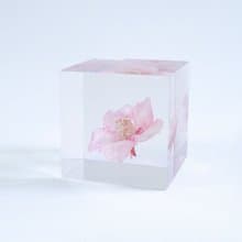 Sola cube 河津櫻立方塊_託付思念、純潔、淡泊