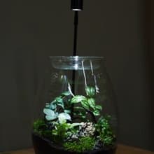 【訂製】蕨醒經典生態瓶-經典龍蛋