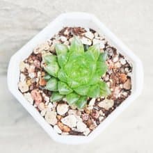 【荳荳多肉】【翠雲】喬遷│送禮│升遷│多肉植物