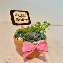 龍貓 吉卜力 (小盆) 開幕送禮 多肉組盆 多肉植物 創意盆栽 盆栽