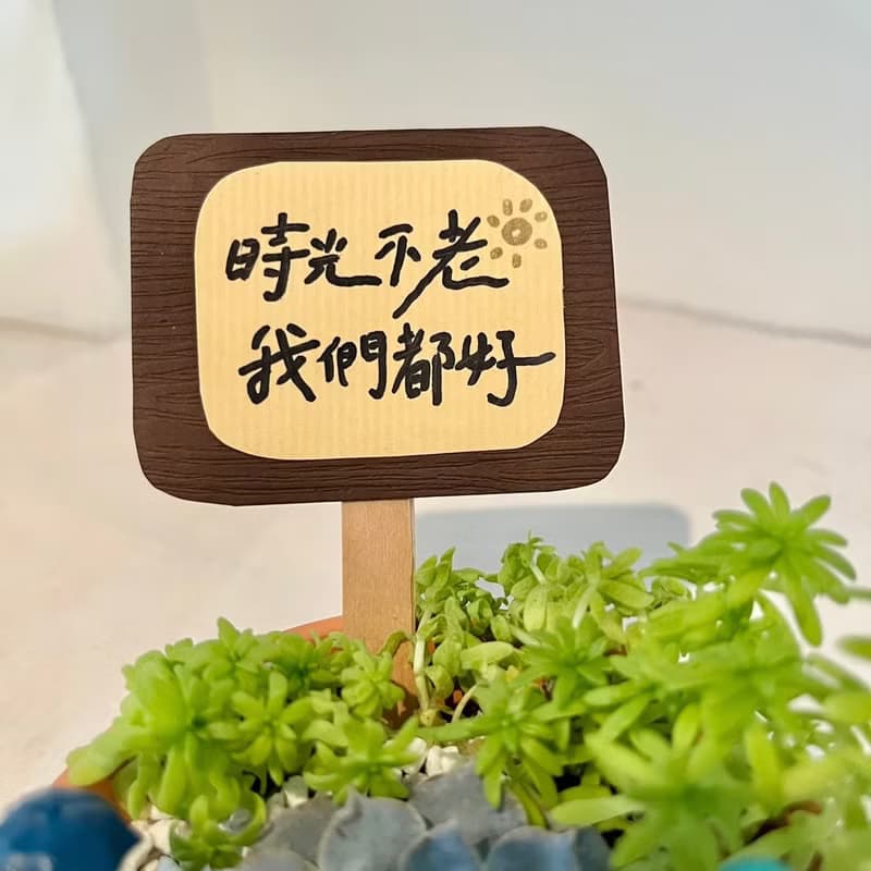 龍貓 吉卜力 (小盆) 開幕送禮 多肉組盆 多肉植物 創意盆栽 盆栽
