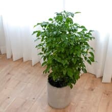 【室內盆栽】旺旺樹盆栽(大) 開幕盆栽 盆栽送禮 升遷送禮 發財樹