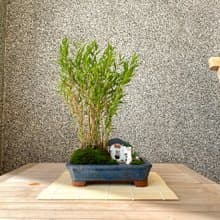 小品盆栽-日式竹組合 盆景 開幕送禮