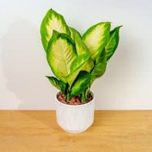 瑪麗安黛粉葉 流線白陶盆栽 開幕盆栽推薦 桌上盆栽 送禮
