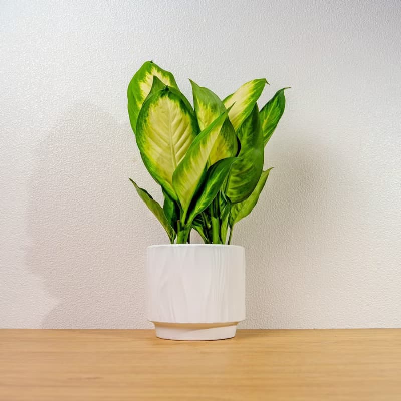 瑪麗安黛粉葉 流線白陶盆栽 開幕盆栽推薦 桌上盆栽 送禮