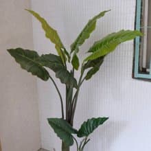人造植栽/仿真姑婆芋/仿真植物/綠化/永不凋零