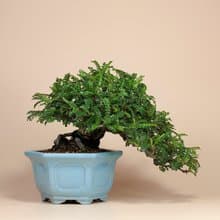 【日本植物】禪意盆栽 送禮推薦 雅緻生活