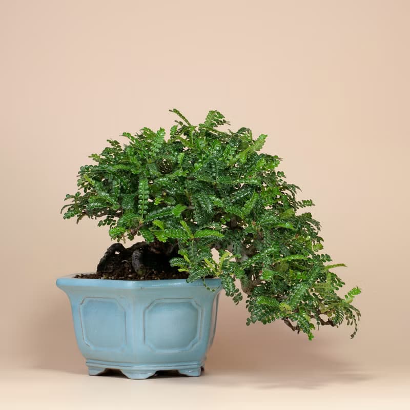 【日本植物】禪意盆栽 送禮推薦 雅緻生活