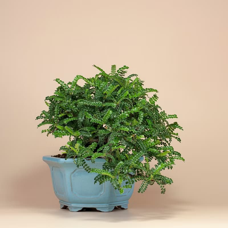 【日本植物】禪意盆栽 送禮推薦 雅緻生活