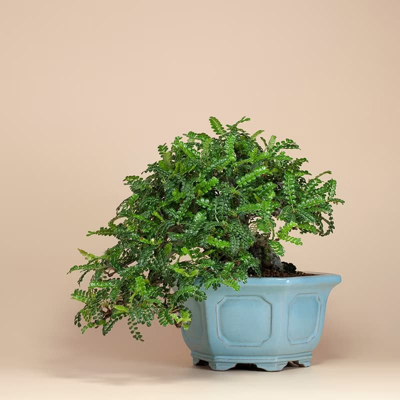 【日本植物】禪意盆栽 送禮推薦 雅緻生活