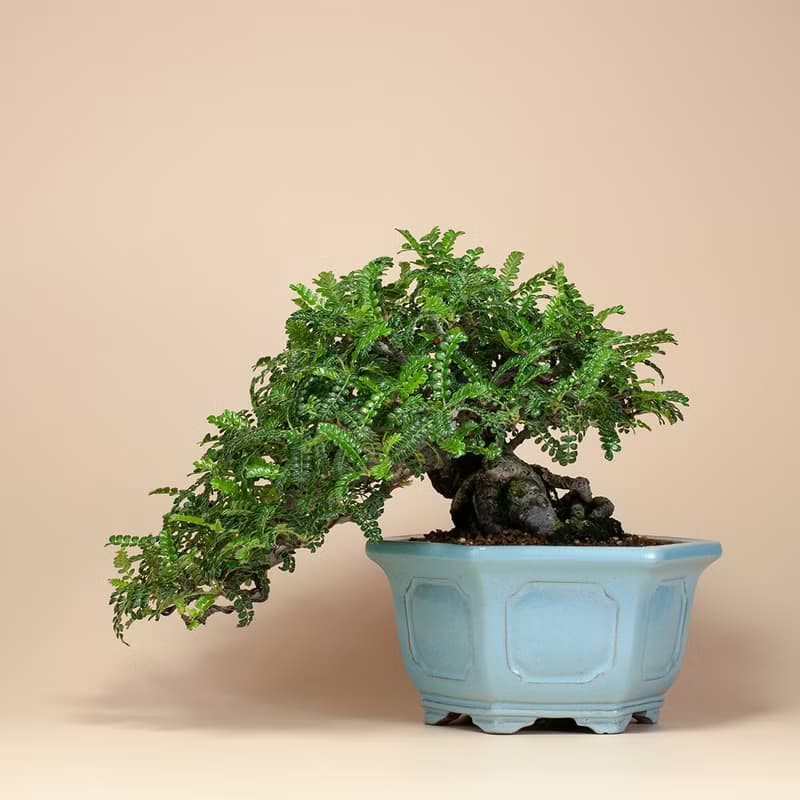 【日本植物】禪意盆栽 送禮推薦 雅緻生活