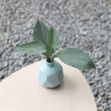 水培植栽│銀劍蔓綠絨_室內植物 磨砂陶瓷幾何花瓶 淺藍
