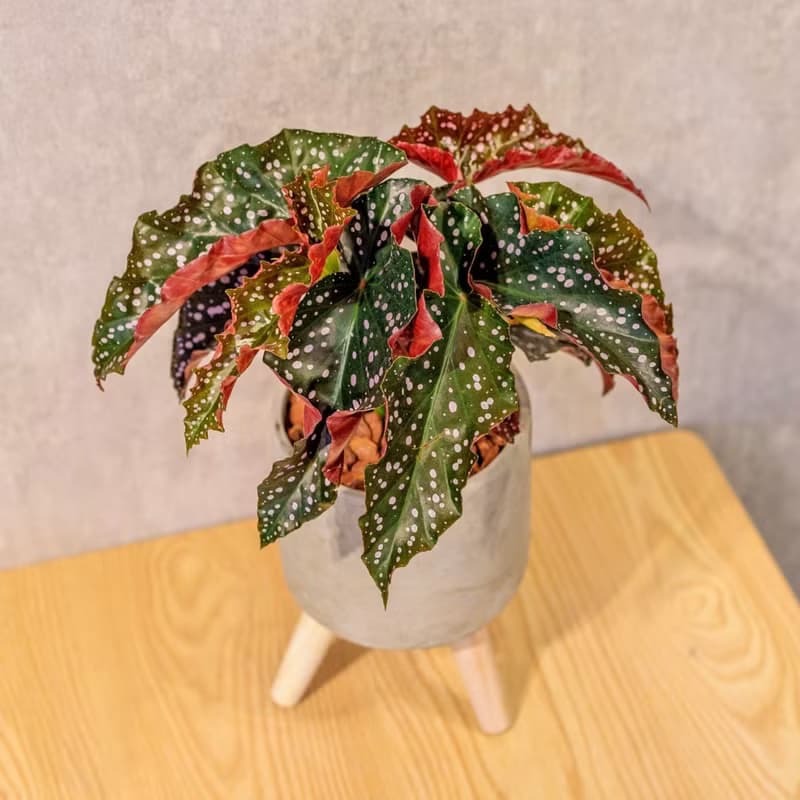 羅西秋海棠 水泥盆栽 落地盆栽 小高木腳水泥盆栽 開幕送禮 喬遷