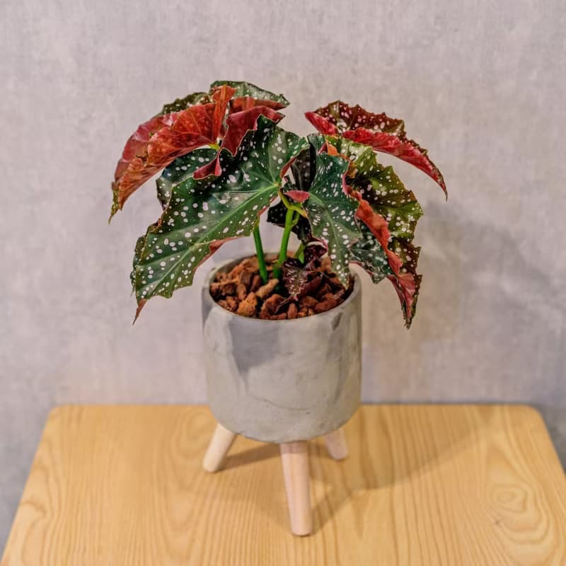 羅西秋海棠 水泥盆栽 落地盆栽 小高木腳水泥盆栽 開幕送禮 喬遷