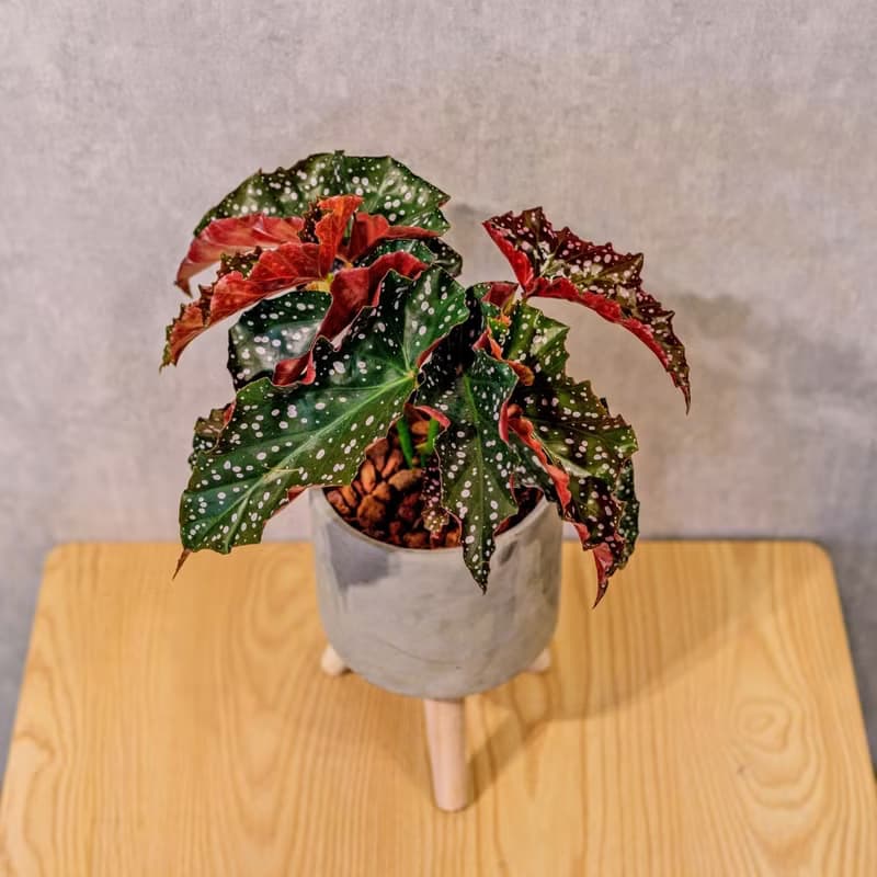 羅西秋海棠 水泥盆栽 落地盆栽 小高木腳水泥盆栽 開幕送禮 喬遷