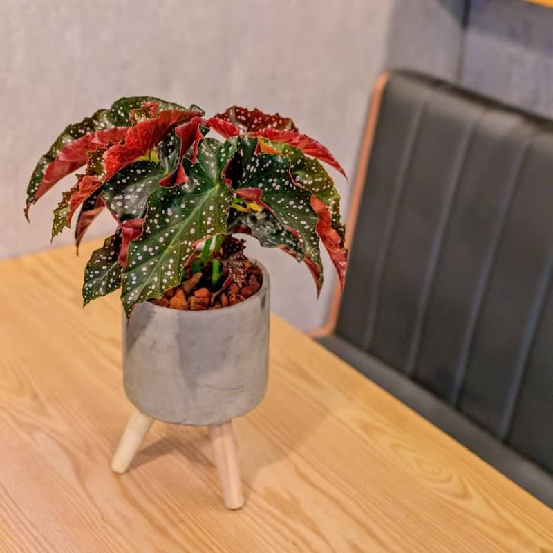 羅西秋海棠 水泥盆栽 落地盆栽 小高木腳水泥盆栽 開幕送禮 喬遷