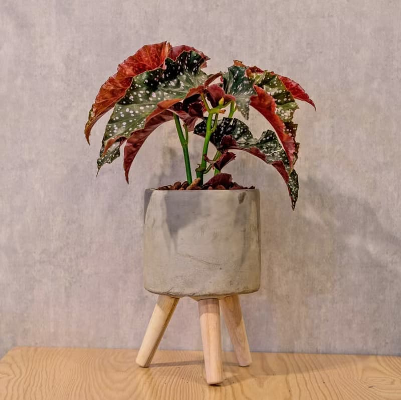 羅西秋海棠 水泥盆栽 落地盆栽 小高木腳水泥盆栽 開幕送禮 喬遷