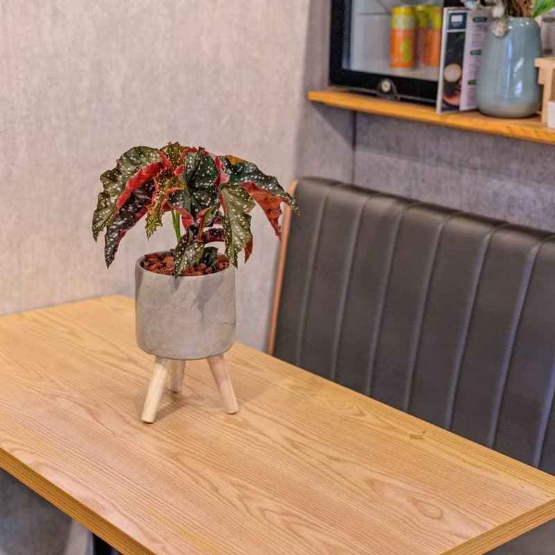 羅西秋海棠 水泥盆栽 落地盆栽 小高木腳水泥盆栽 開幕送禮 喬遷