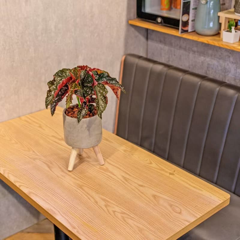 羅西秋海棠 水泥盆栽 落地盆栽 小高木腳水泥盆栽 開幕送禮 喬遷