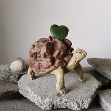 蘇卡達南非龜甲龍象龜