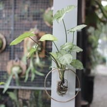 水培植栽│隨意搭植物鐵架壁掛_室內植物 辦公室盆栽  店內擺設