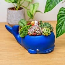 鯨魚多肉組盆 桌上型盆栽 開幕送禮 喬遷禮物 植栽 盆栽