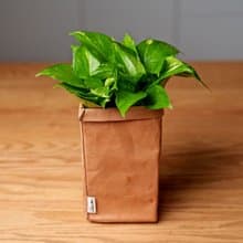 黃金葛 可水洗牛皮紙盆栽 桌上型盆栽 觀葉植物 交換禮物