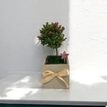【人氣旺盛】雪茄花造型盆栽 新居喬遷開幕送禮自用擺設