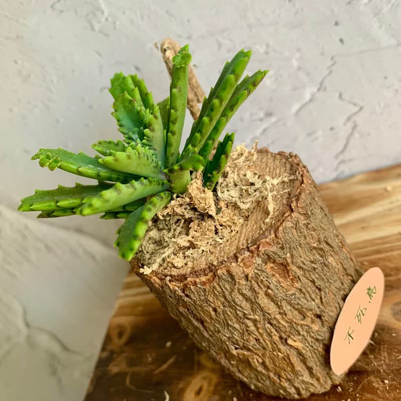 手工木作設計 盆栽擺飾 多肉植物 不死鳥