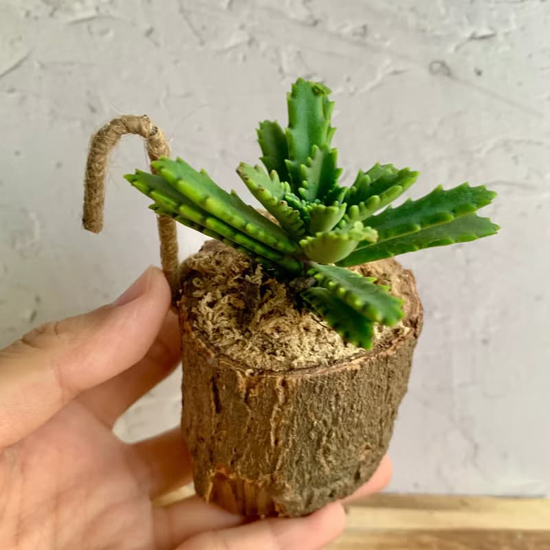 手工木作設計 盆栽擺飾 多肉植物 不死鳥